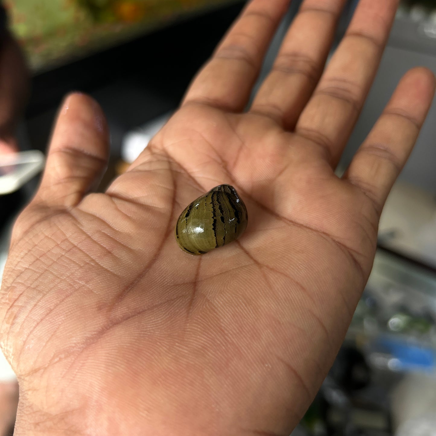 Zebra Nerite snails | 1-2 cms | 1 Pc
