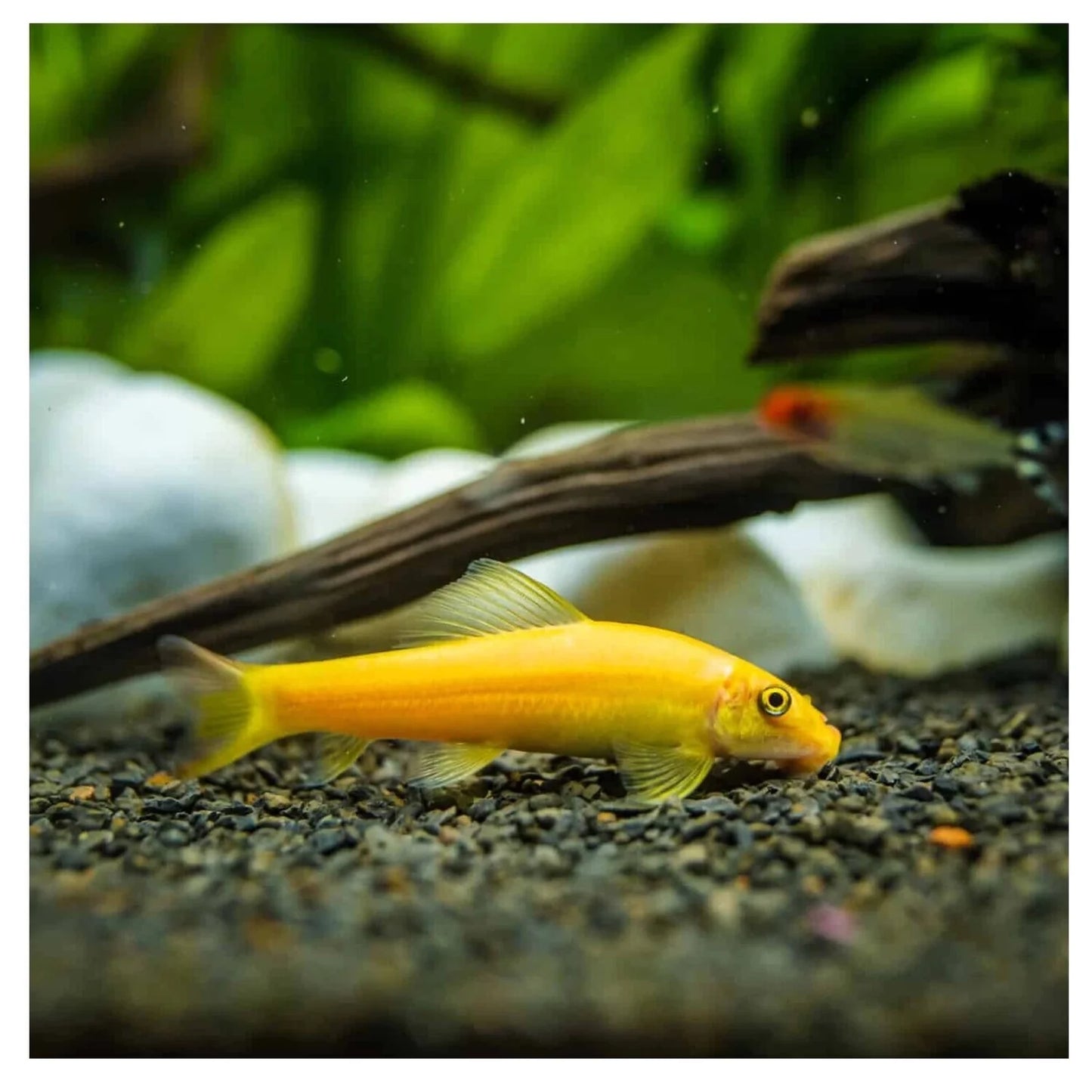Golden Algae eater | Single