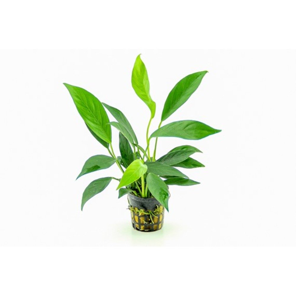 Pot - Anubias Barteri var. Glabra