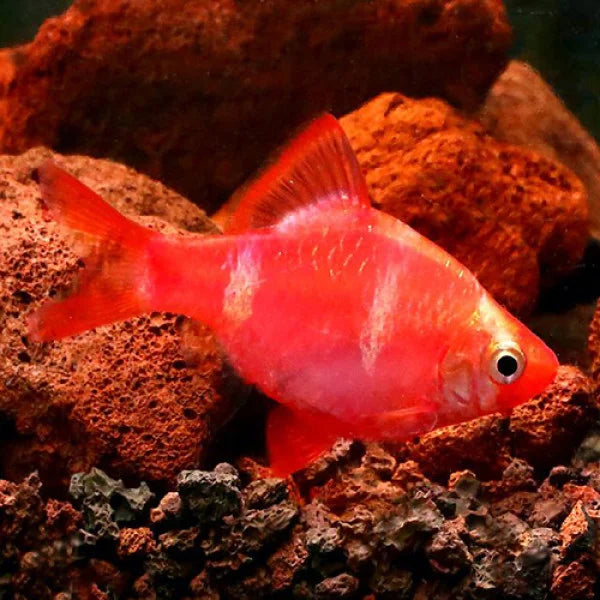 Red Tiger Barb | Single