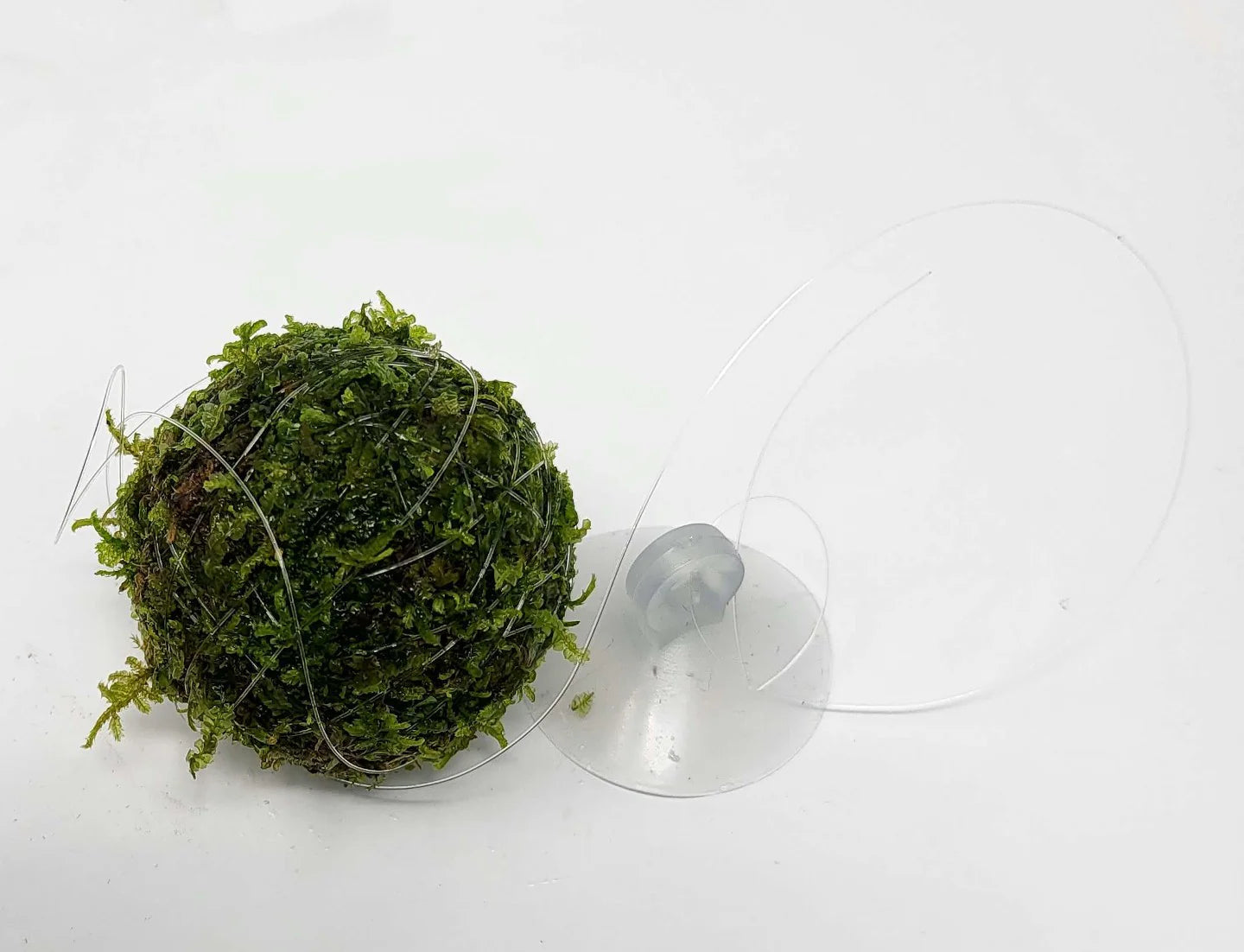 Floating Moss Ball | 2 inch diameter