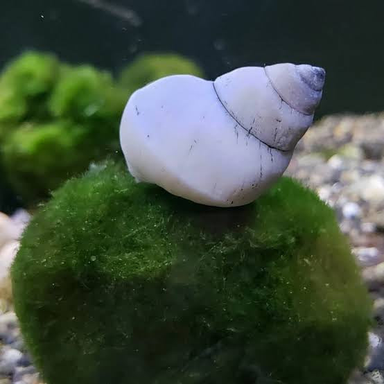 White wizard snail / Ghost snail | 2-3 cms
