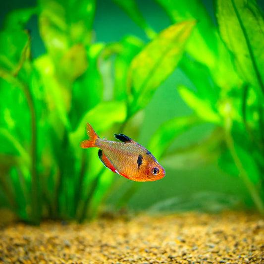 Sarpae tetra |1-2cms | Single
