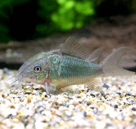 Green Corydoras | Single