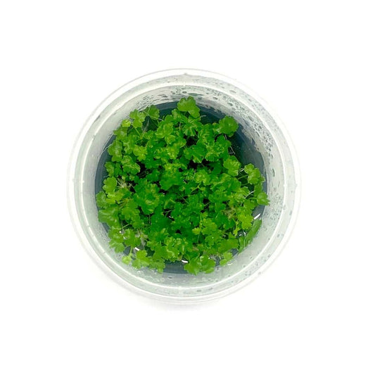TC-Hydrocotyle Tripartita | ADA IC014
