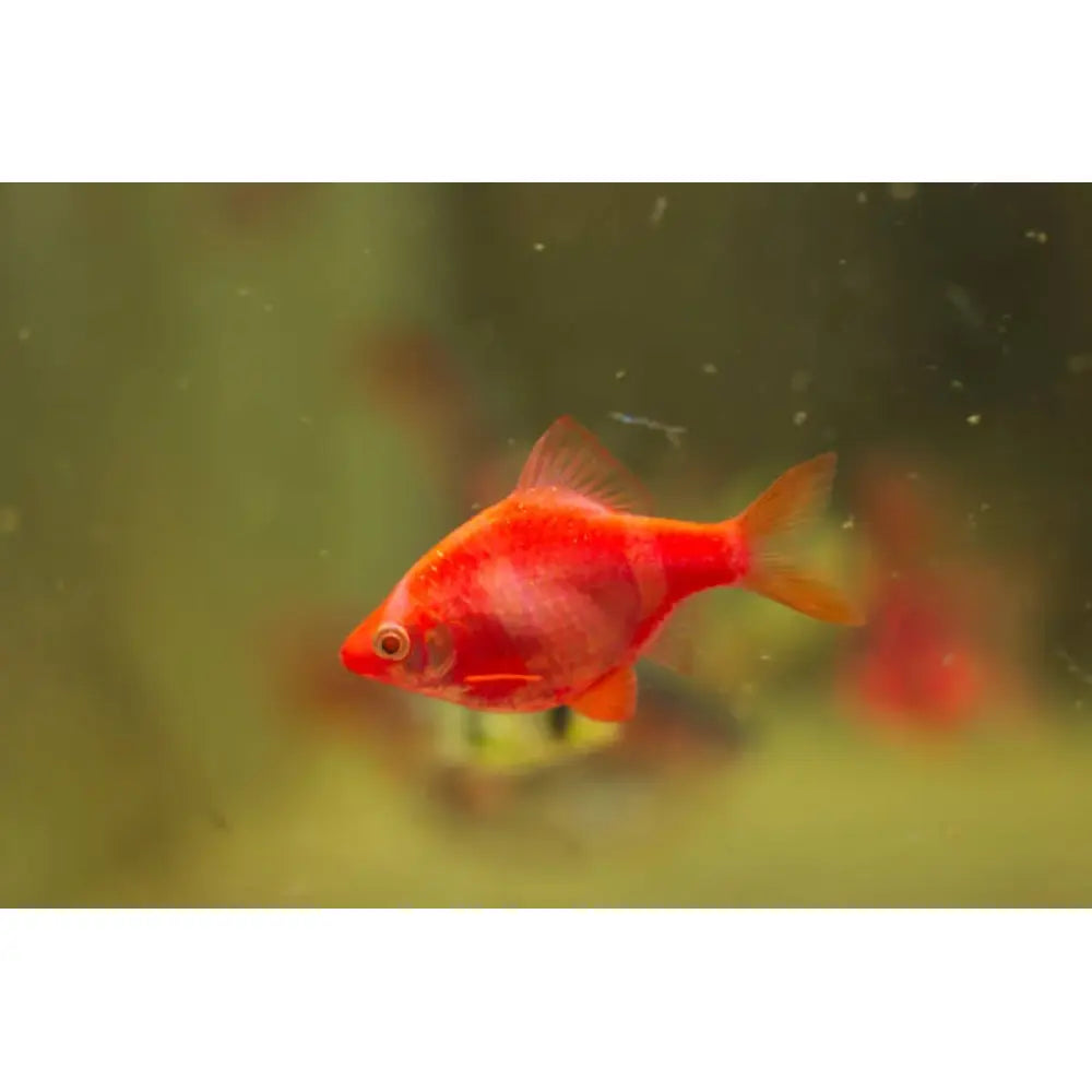 Red Tiger Barb | Single