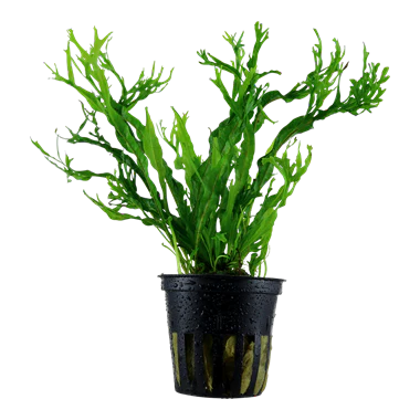 Pot - Windelov Fern