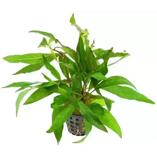 Pot Temple Mint Narrow leaf