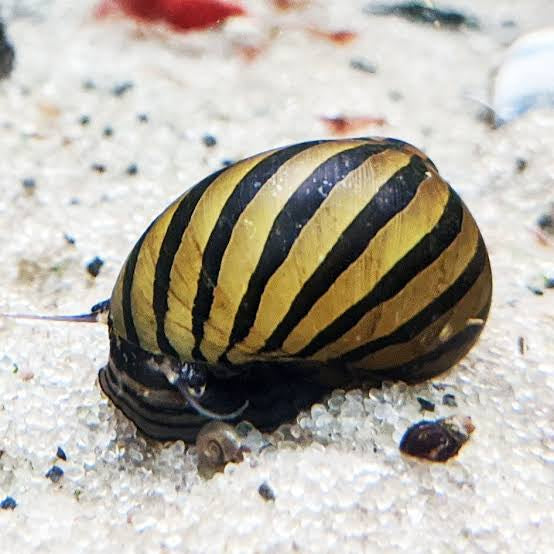 Zebra Nerite snails | 1-2 cms | 1 Pc