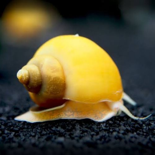 Apple Snail |1-2cms | Single