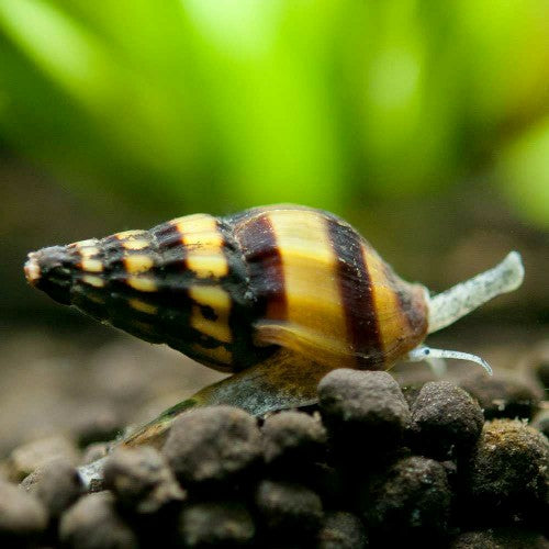 Assasin Snails