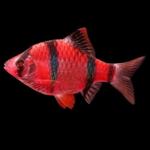 Red Tiger Barb | Single