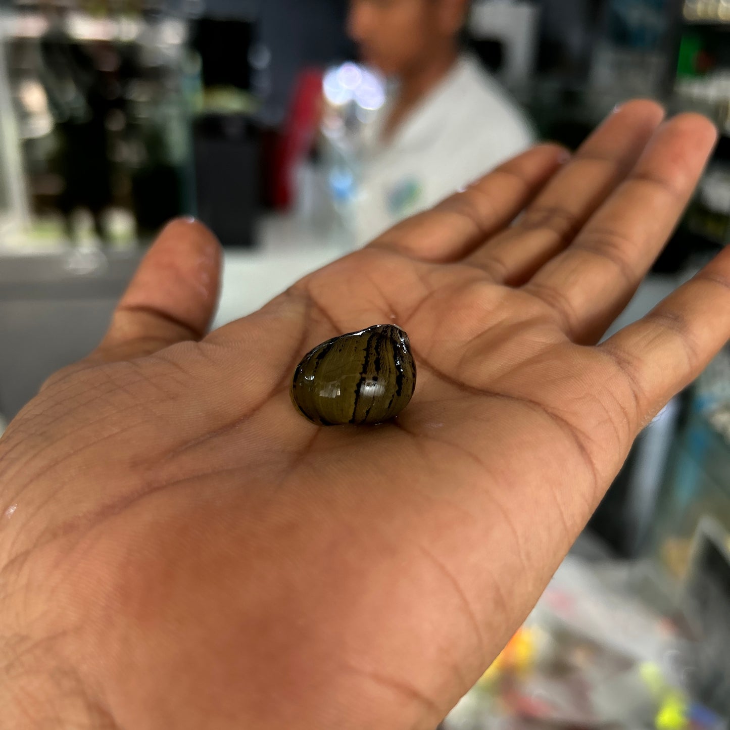 Zebra Nerite snails | 1-2 cms | 1 Pc