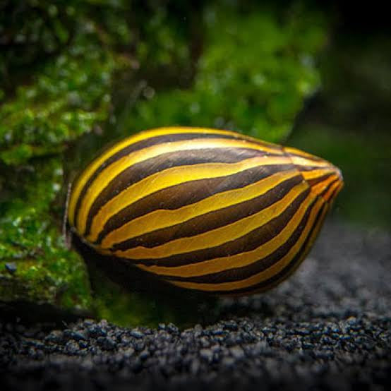 Zebra Nerite snails | 1-2 cms | 1 Pc