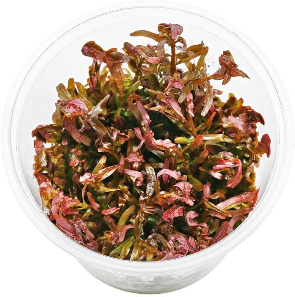 ADA TC-Rotala Rotundifolia 'Blood Red'