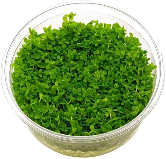 ADA TC-Hemianthus Micranthemoides (Pearl Weed)