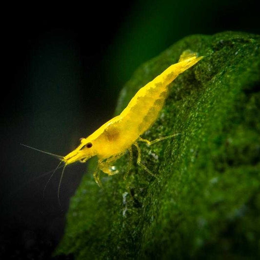 Yellow Shrimp | Single