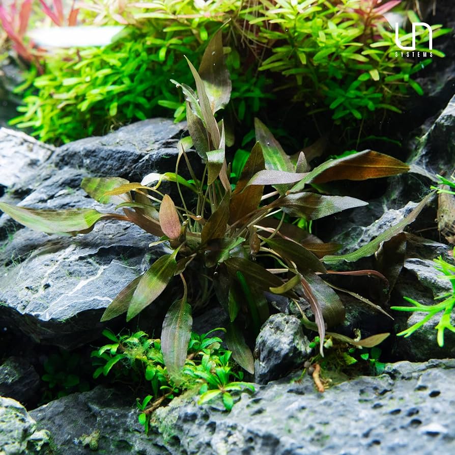 TC-Cryptocorne Axelrodi | ADA IC090 – Veda Aquarium