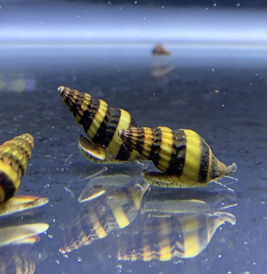 Assasin Snails