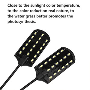 Dual Light