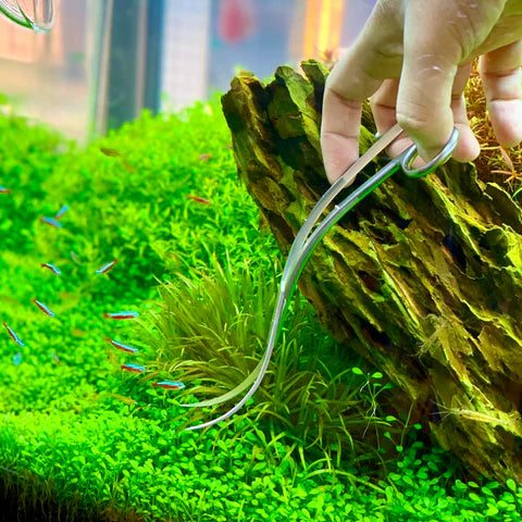 Plant cutting Scissor | Wave | Stainless