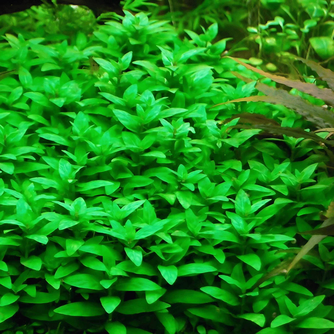 TC-Staurgyne repens | ADA IC030