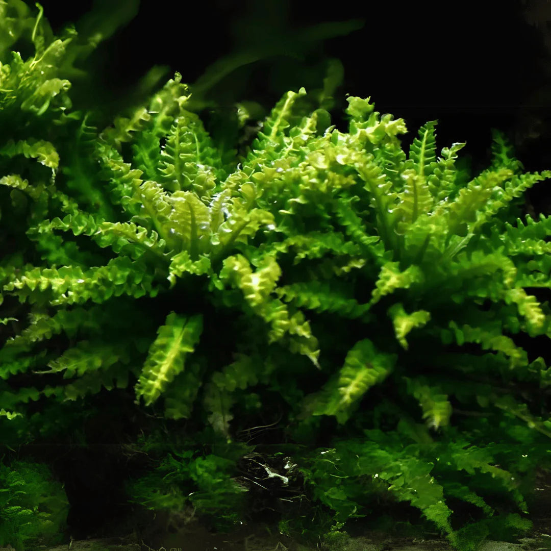 TC-pogostemon Helferi | ADA IC035
