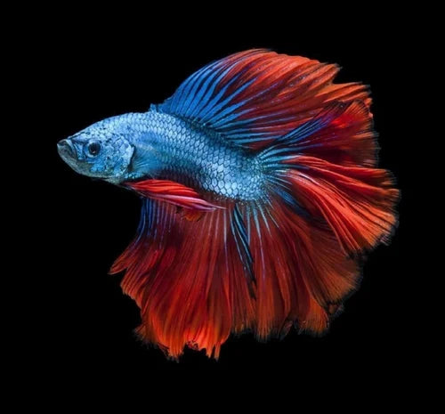 Tri Colour Betta fish | Random Colour