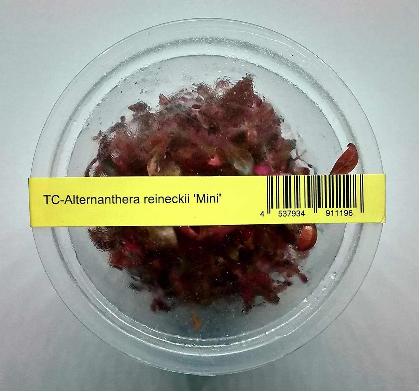 TC-Alternanthera Renickii Mini | ADA IC408