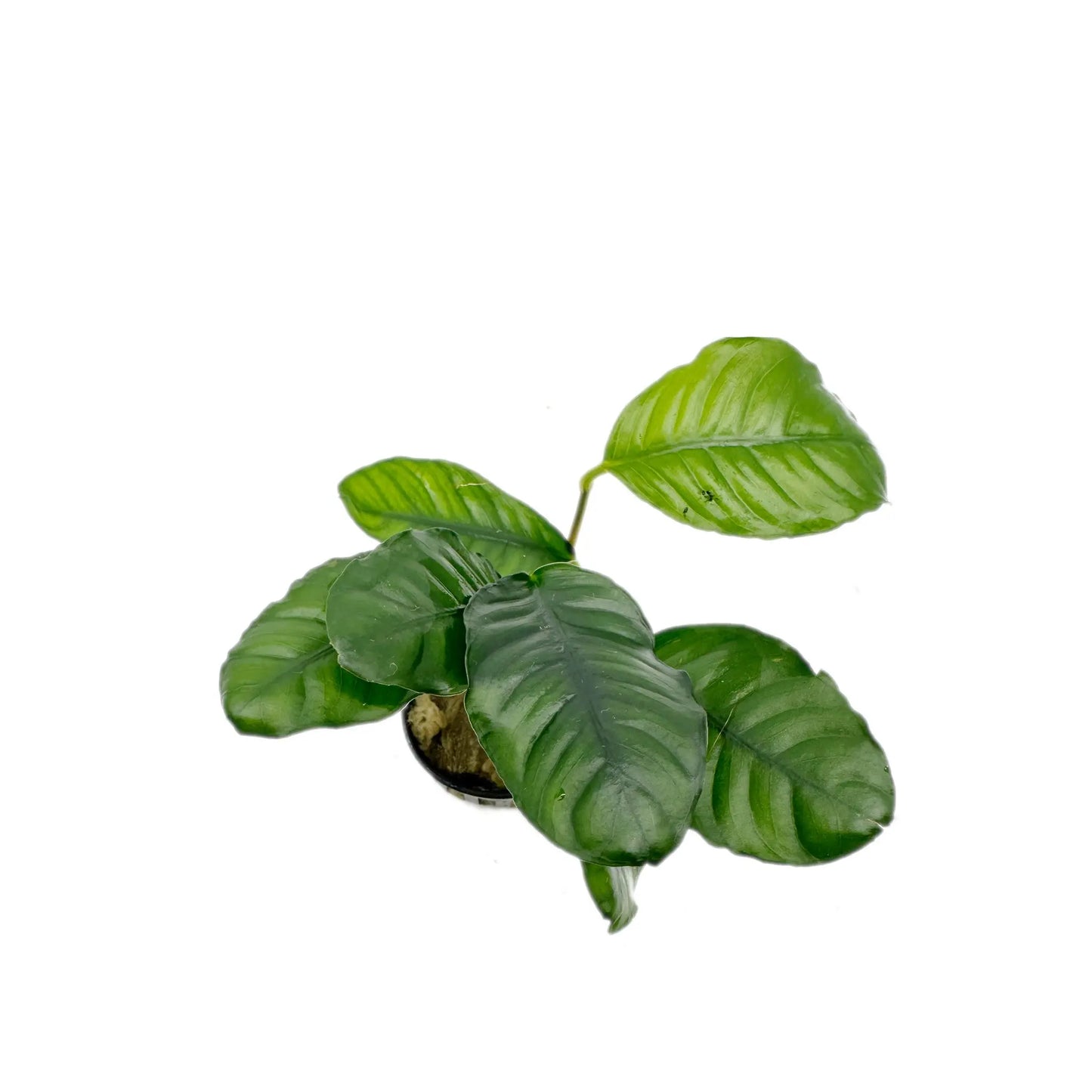 TC-Anubias Coffefolia | ADA LC056