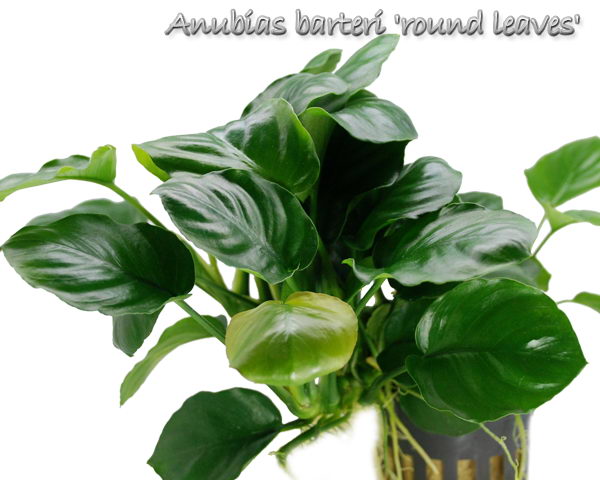Pot - Anubias Round leaf