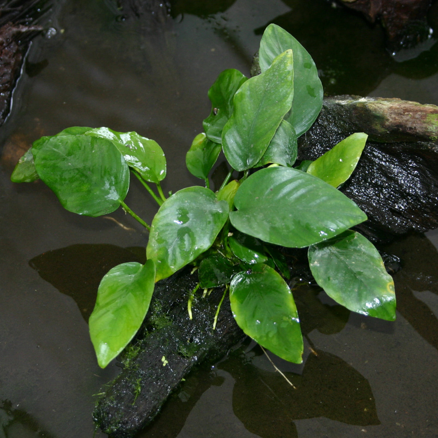 Pot - Anubias Barteri var. Barteri