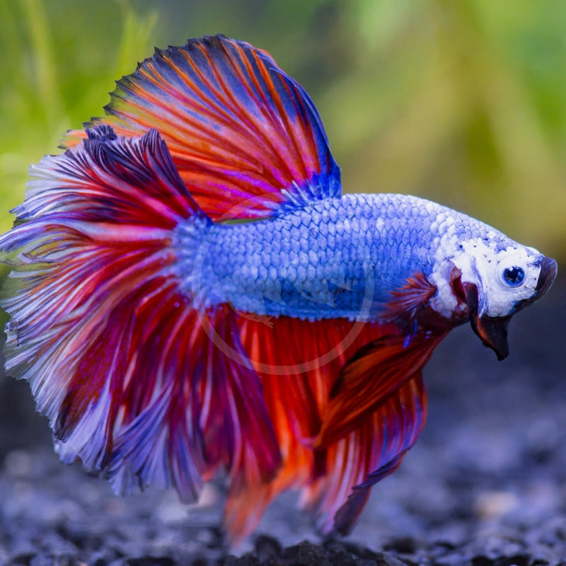 Tri Colour Betta fish | Random Colour