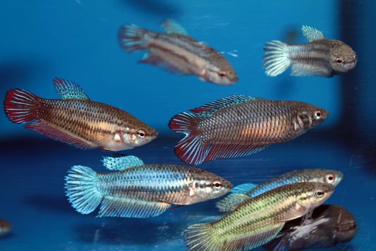 Female Small betta | Random colour | Single