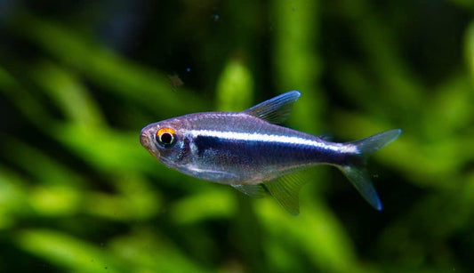 Black Neon tetra |1-2cms | Single
