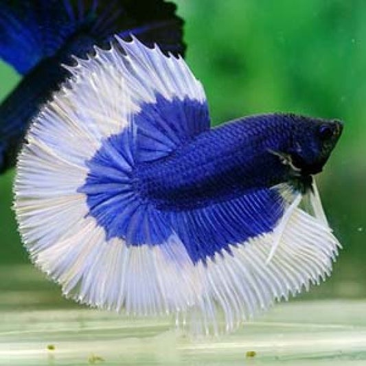 White & Blue betta
