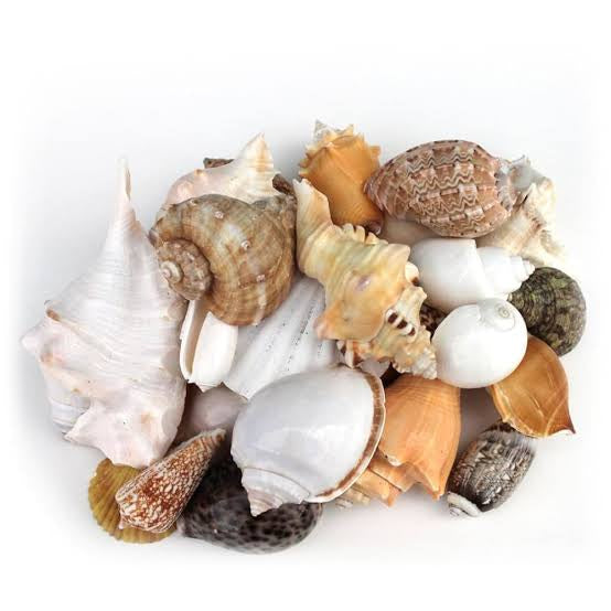Sea shells | mixed | 100g