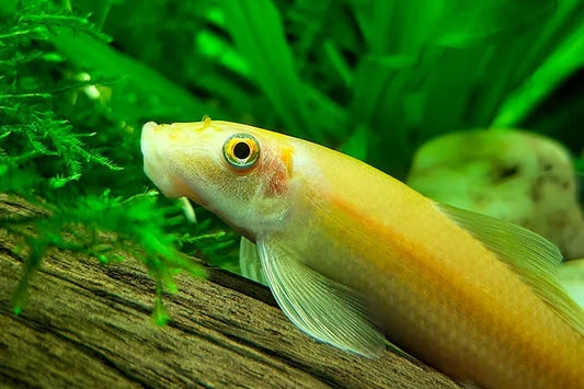 Golden Algae eater | Single