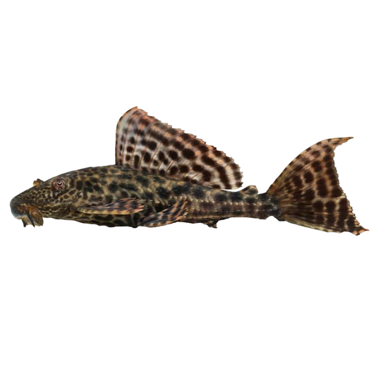 Black Suckermoth | Single