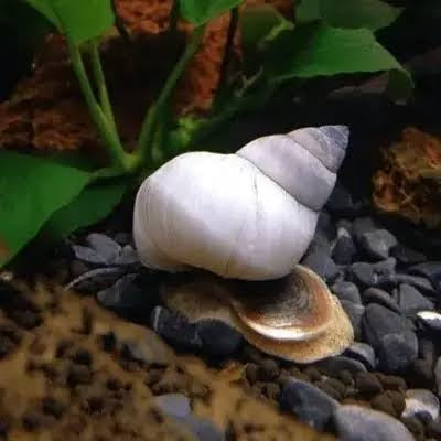 White wizard snail / Ghost snail | 2-3 cms