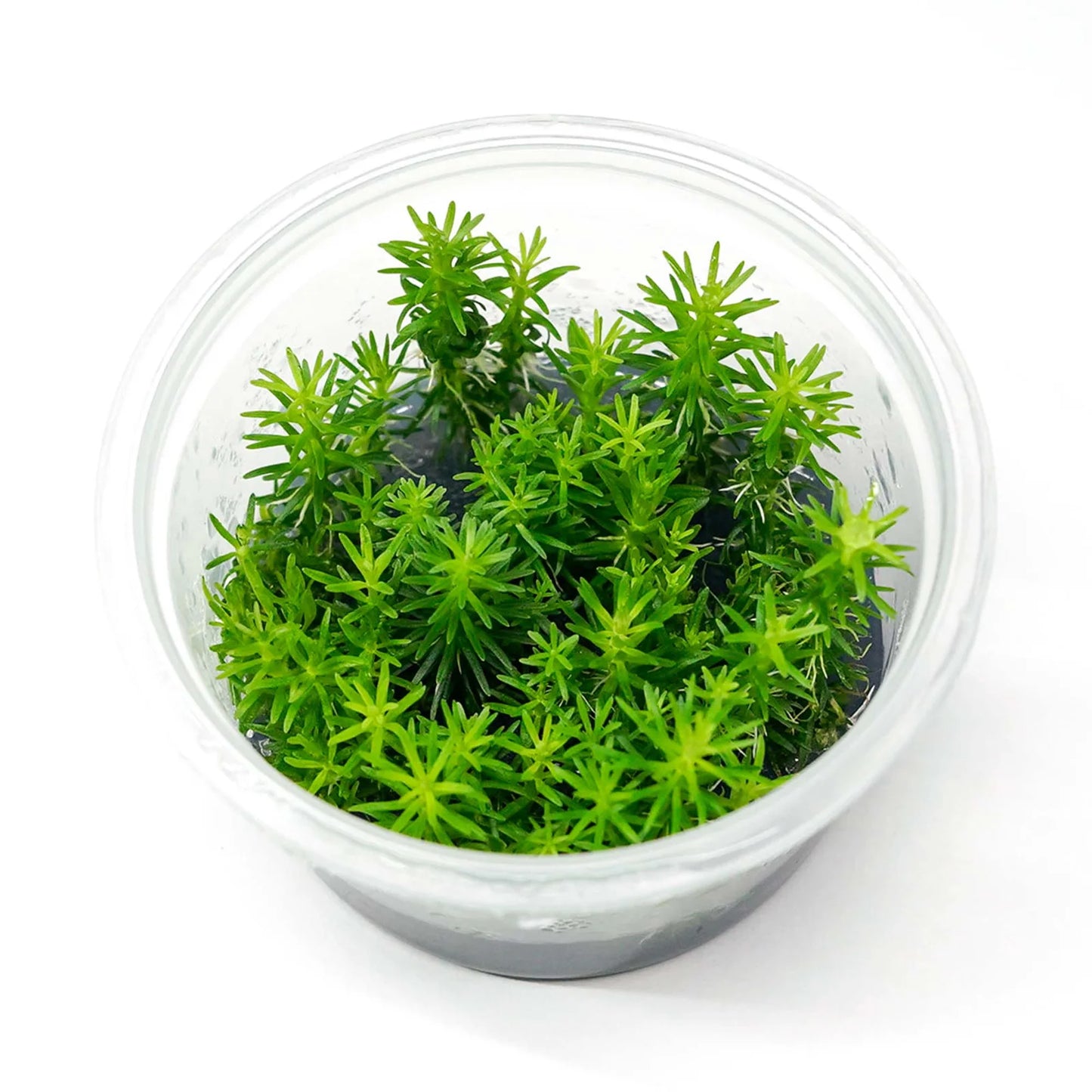TC-Pogostemon Erectus | ADA IC405
