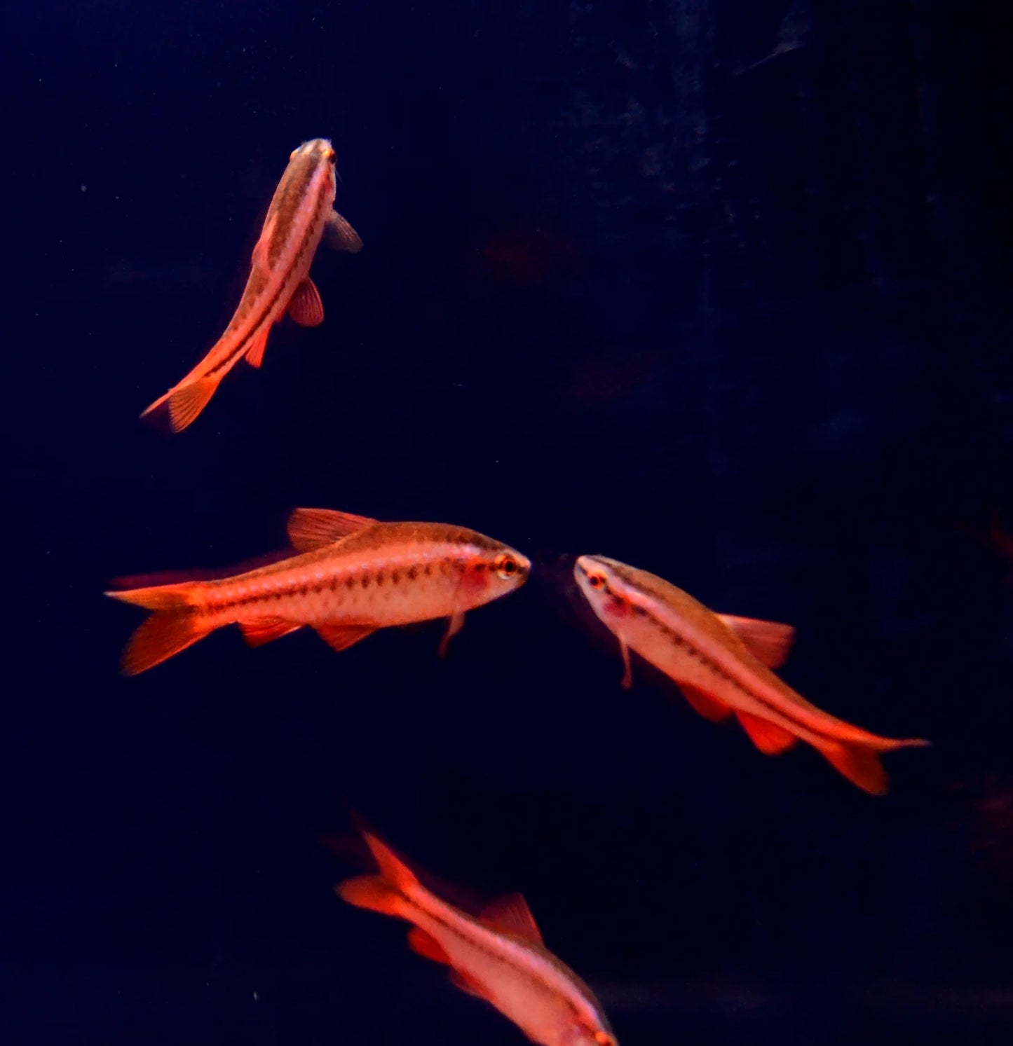 Red Cherry Barb | Single
