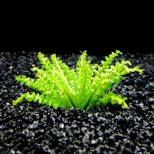 TC-pogostemon Helferi | ADA IC035