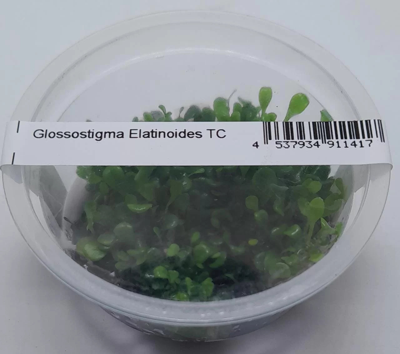 TC-Glossostigma elatinoides | ADA IC005
