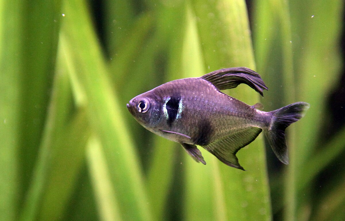 Black Phantom Tetra | Single