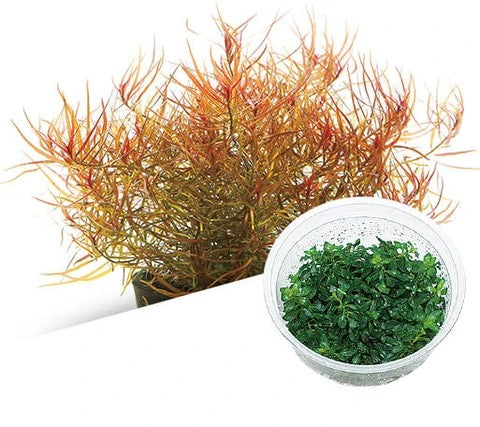 ADA TC-Ludwigia Arcuata