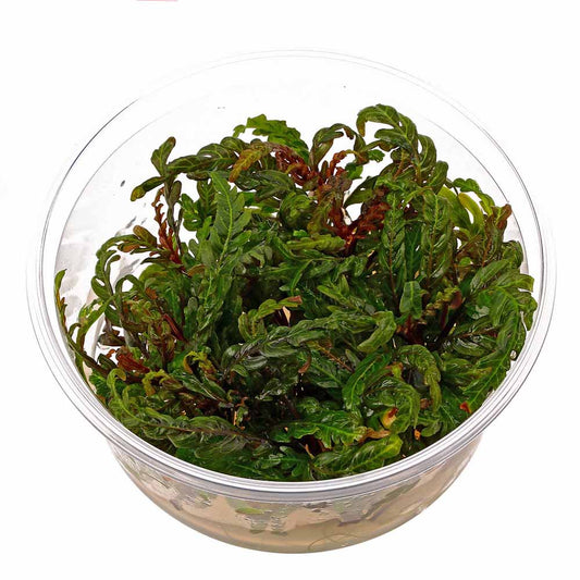 ADA TC-Hygrophila Pinnatifida UK