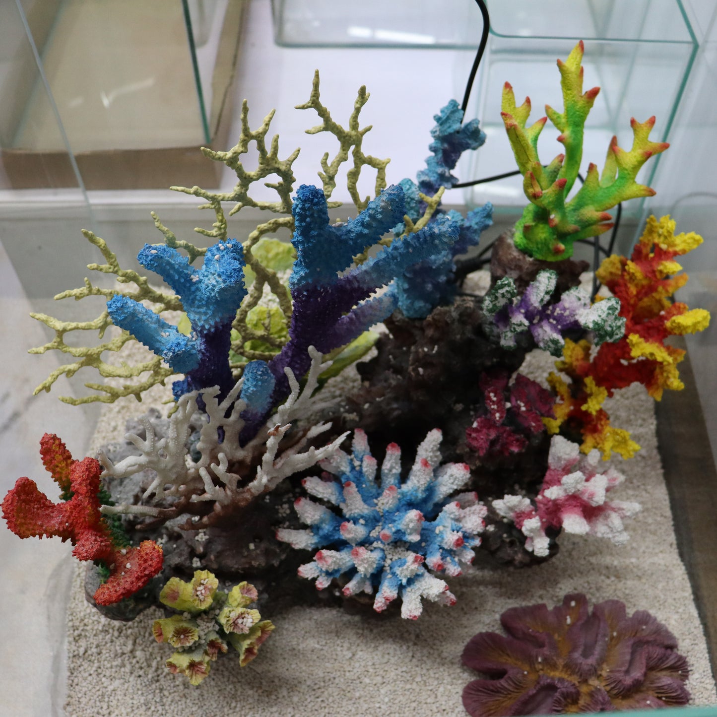 12 in 1 set Imported Coral