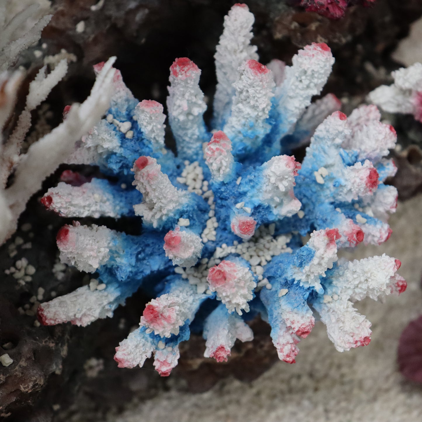 12 in 1 set Imported Coral