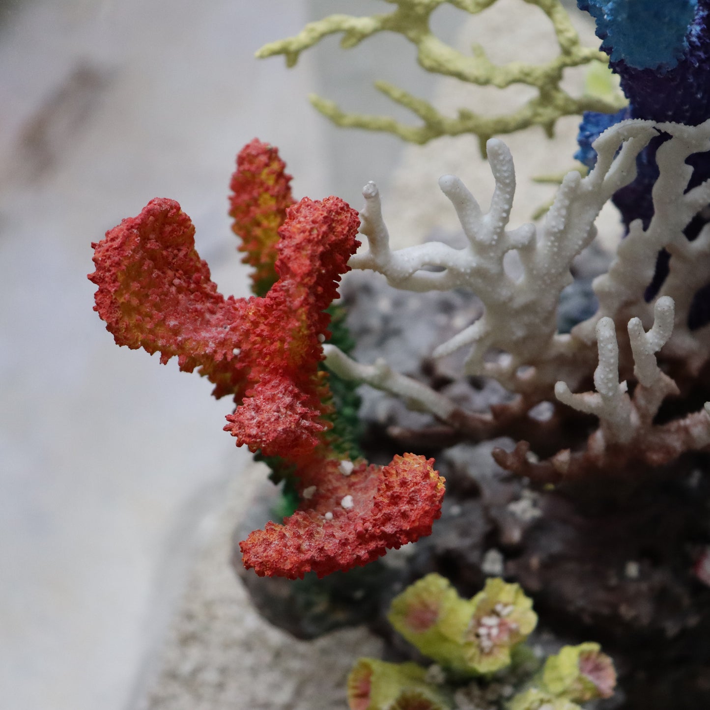 12 in 1 set Imported Coral